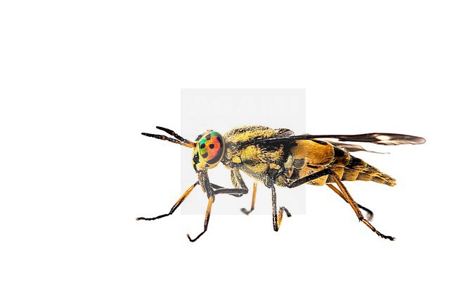 Twin-lobed deerfly, Chrysops relictus stock-image by Agami/Wil Leurs,