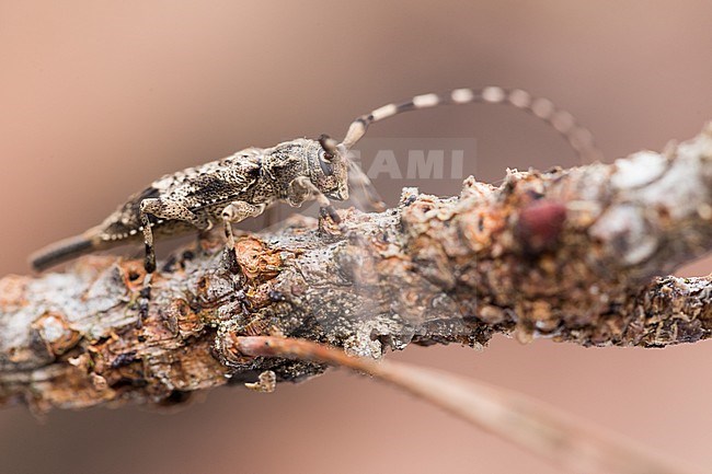 Acanthocinus reticulatus, Germany (Baden-Württemberg), imago, female stock-image by Agami/Ralph Martin,