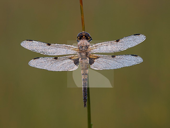 Viervlek met onchtend dauw; four-spotted chaser witj morning dew; stock-image by Agami/Walter Soestbergen,