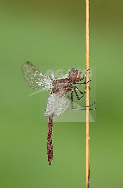 steenrode heidelibel; Vagrant darter; stock-image by Agami/Walter Soestbergen,