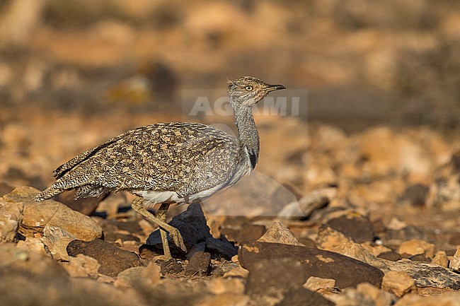 Houbara Bustard (Chlamydotis undulata fuertaventurae) on the Canary Island of Fuerteventura. This subspecies is highly restricted and endangered, with less then 500 birds left in the wild. stock-image by Agami/Daniele Occhiato,