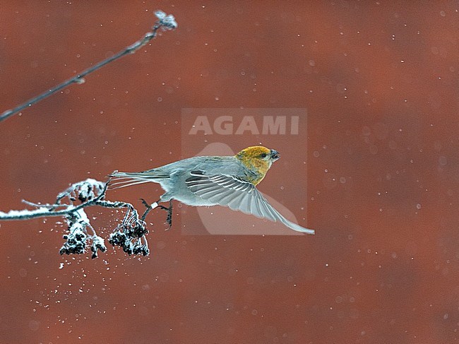 Pine Grosbeak (Pinicola enucleator) in flight. Taking off from a tree, showing upper wing stock-image by Agami/Markku Rantala,