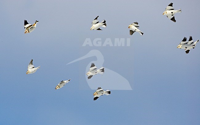 Groep Sneeuwgorzen in de vlucht; Group of Snow Buntings in flight stock-image by Agami/Markus Varesvuo,
