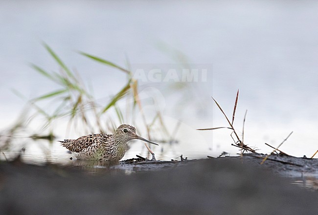 Marsh Sandpiper - TeichwasserlÃ¤ufer - Tringa stagnatilis, Russia (Tscheljabinsk), adult, breeding plumage stock-image by Agami/Ralph Martin,