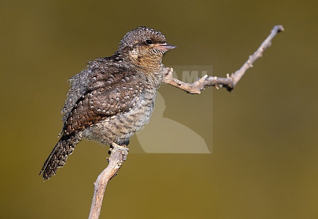 Immature Eurasian Wryneck, Jynx torquilla, in Italy. Perched on a twig. stock-image by Agami/Daniele Occhiato,