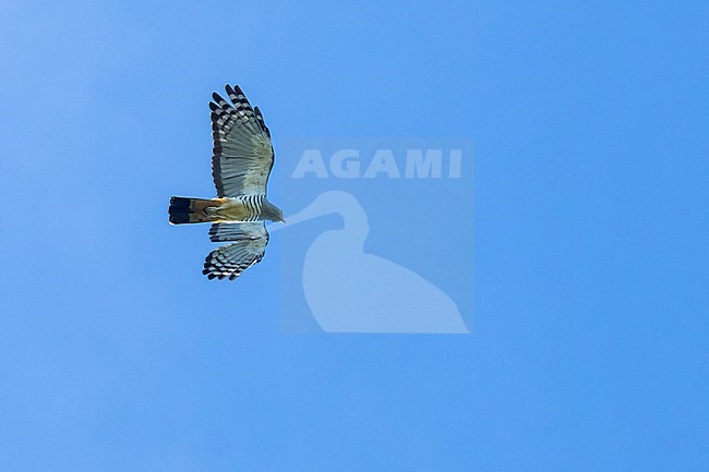 Pacific Baza (Aviceda subcristata) in flight over makira island, Solomon Islands. stock-image by Agami/Marc Guyt,