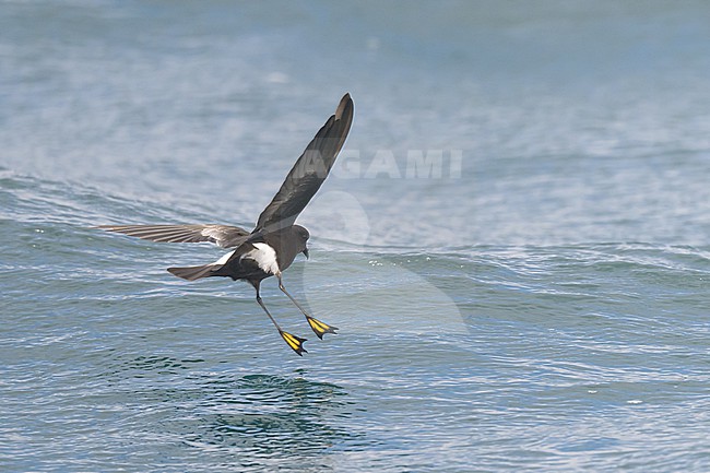 Wilson's storm petrel (Oceanites oceanicus), showing its yellow webs, with the sea as background. stock-image by Agami/Sylvain Reyt,