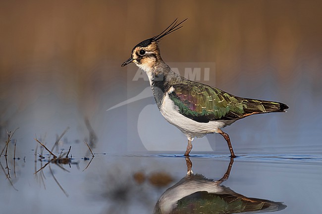 Northern Lapwing, Vanellus vanellus, in Italy. stock-image by Agami/Daniele Occhiato,