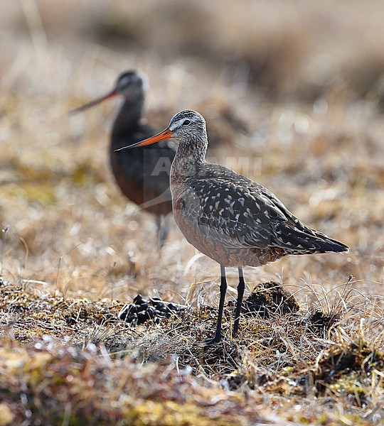 Hudsonian godwit  (Limosa haemastica)  taken the 13/06/2022 at Barrow - Alaska - USA stock-image by Agami/Aurélien Audevard,