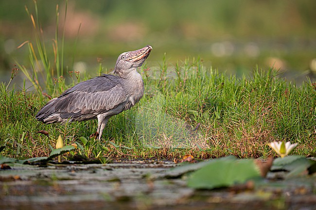 Shoebill or Whale-headed Stork (Balaeniceps rex) drinking water at Lake Albert in Uganda at the border to Congo stock-image by Agami/Mathias Putze,