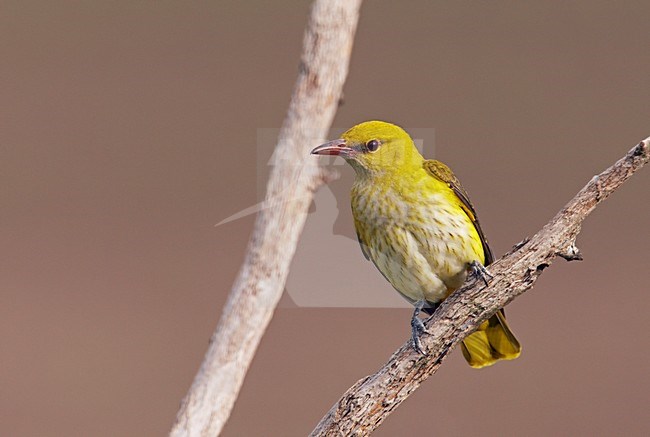 Wielewaal; Golden Oriole (Oriolus oriolus) Hungary May 2008 stock-image by Agami/Markus Varesvuo / Wild Wonders,