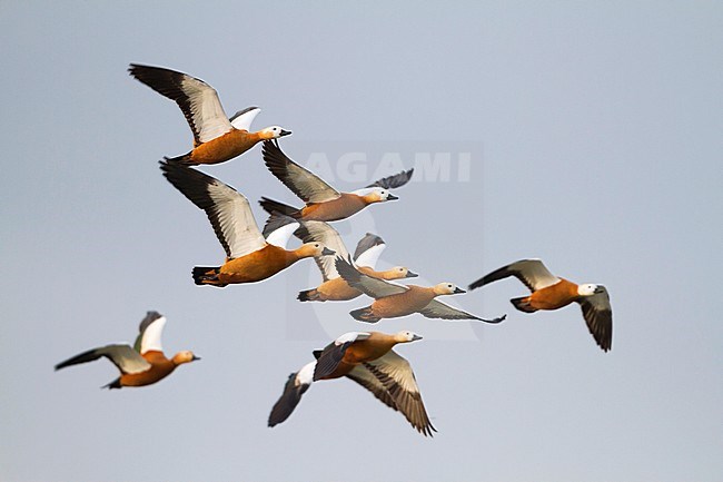 Ruddy Shelduck - Rostgans - Tadorna ferruginea, Germany stock-image by Agami/Ralph Martin,