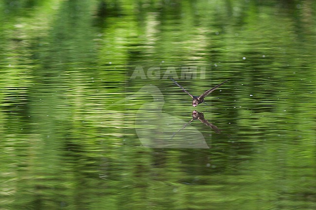Common Swift - Mauersegler - Apus apus ssp. apus, Germany, drinking stock-image by Agami/Ralph Martin,