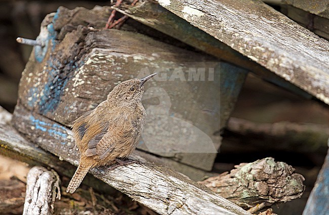 The Cobb's Wren (Troglodytes cobbi) is an endemic species for the Falkland Islands. stock-image by Agami/Jacques van der Neut,