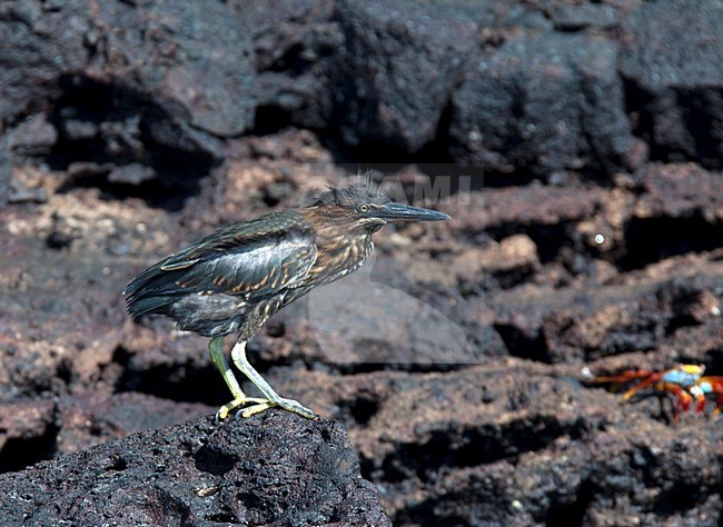 Lava heron (Butorides sundevalli), also known as the Galapagos heron, is a species of heron endemic to the Galápagos Islands of Ecuador. stock-image by Agami/Roy de Haas,