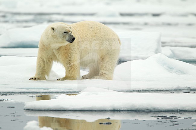 Volwassen IJsbeer, Adult Polar Bear stock-image by Agami/Danny Green,