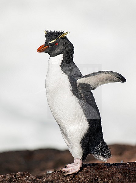 Southern Rockhopper Penguin (Eudyptes chrysocome) standing on a rock with wings stretched backwards at Isla Pingüino, Argentina, South-America. stock-image by Agami/Steve Sánchez,