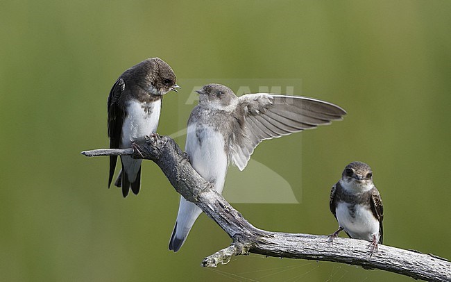 Sand Martin (Riparia riparia) 3 perched juveniles interacting at Vestamager, Denmark stock-image by Agami/Helge Sorensen,