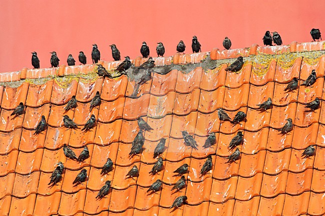 Groep Spreeuwen op een dak voor de vuurtoren van Texel; Common Starlings (Sturnus vulgaris) perched on a roof stock-image by Agami/Marc Guyt,