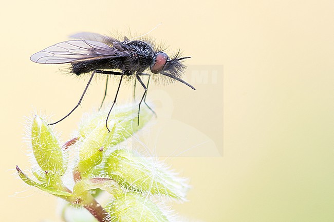 Bombylella atra - Schwarzer Wollschweber, Germany (Baden-Württemberg), imago, female stock-image by Agami/Ralph Martin,