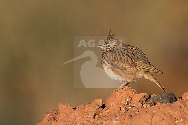 Thekla Lark - Theklalerche - Galeridae theklae ssp. ruficolor, Morocco, adult stock-image by Agami/Ralph Martin,