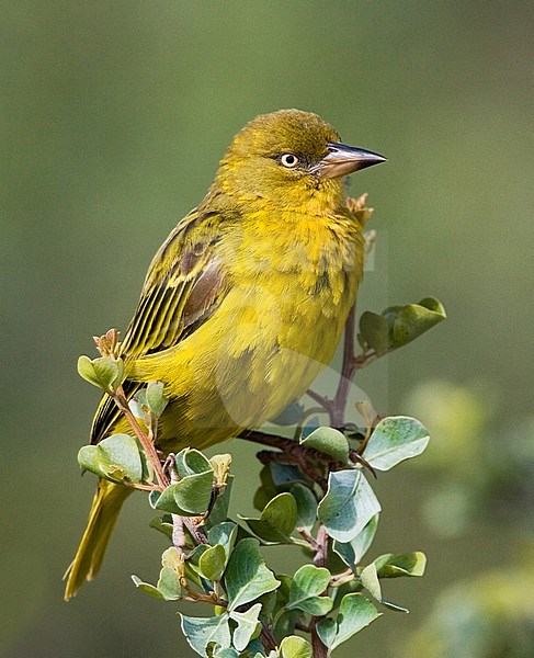 Cape Weaver (Ploceus capensis) perched in top of bush in South Africa. stock-image by Agami/Marc Guyt,