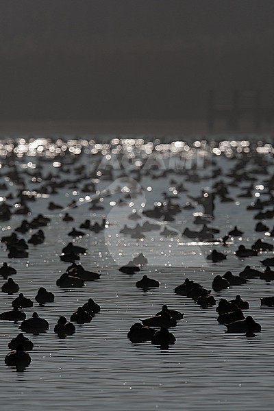 Resting Common Pochards (Aythya ferina) and Tufted Ducks (Aythya fuligula) in its wintering grounds in southern Germany seeing against the light stock-image by Agami/Mathias Putze,