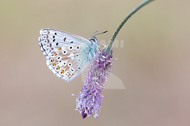 Side view of a male Chalk-Hill Blue  stock-image by Agami/Onno Wildschut,