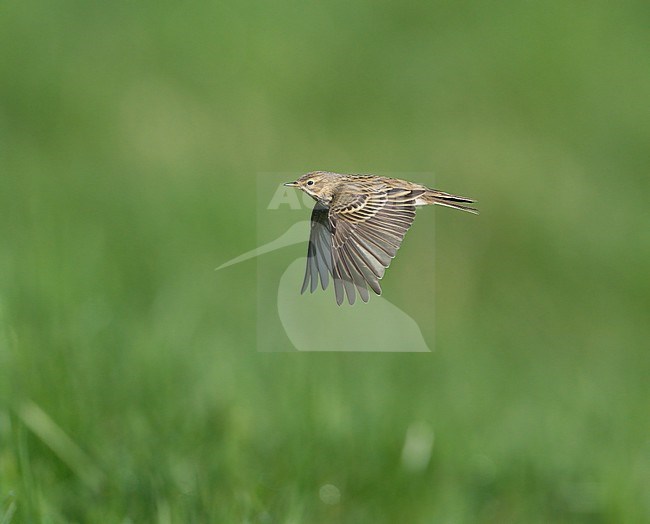 Meadow Pipit (Anthus pratensis) flying low over grasland in sideview and wings down stock-image by Agami/Ran Schols,