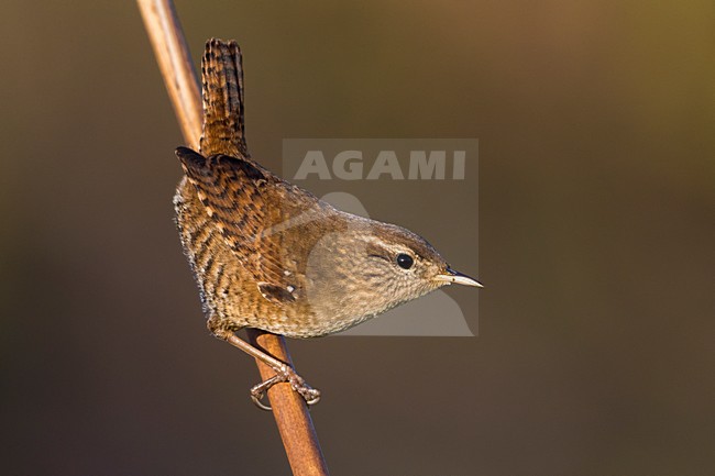 Winterkoning; Winter Wren stock-image by Agami/Daniele Occhiato,