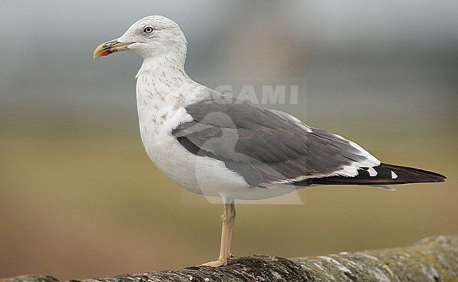 Lesser Black-backed Gull (Larus fuscus), third calender year standing, seen from the side. stock-image by Agami/Fred Visscher,