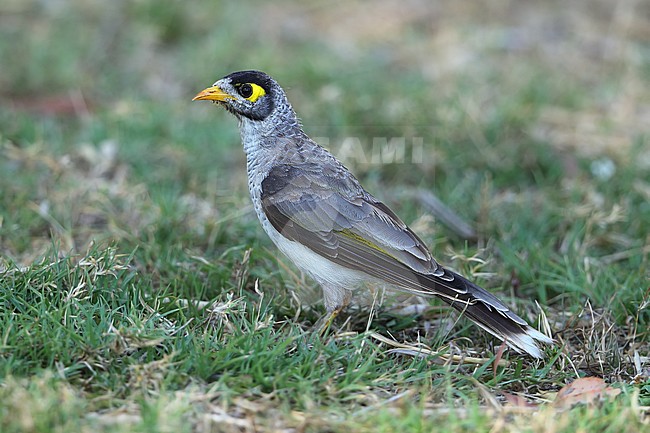 Immature Noisy Miner (Manorina melanocephala) at Rockhampton Botanic Gardens in Queensland, Australia. Standing on the ground. stock-image by Agami/Aurélien Audevard,