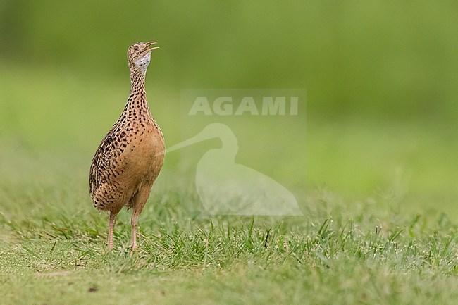 A calling Spotted Nothura (Nothura maculosa) at Ibera marshes  in Argentina stock-image by Agami/Dubi Shapiro,