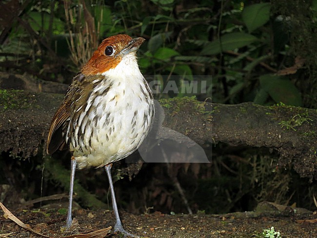 Chestnut-crowned Antpitta (Grallaria ruficapilla) in understory of subtropical montane rain forest in Rio Blanco reserve, central Andes valley in Colombia. stock-image by Agami/Marc Guyt,