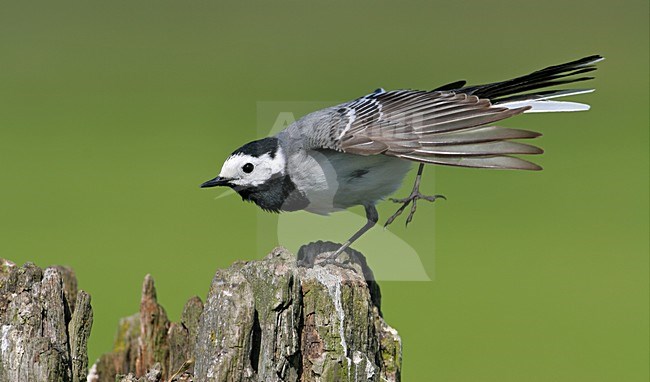Witte Kwikstaart volwassen zittend; White Wagtail adult perched stock-image by Agami/Wim Wilmers,