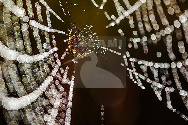 Spinnenweb met dauwdruppels, Spider web with Dew drops stock-image by Agami/Wil Leurs,