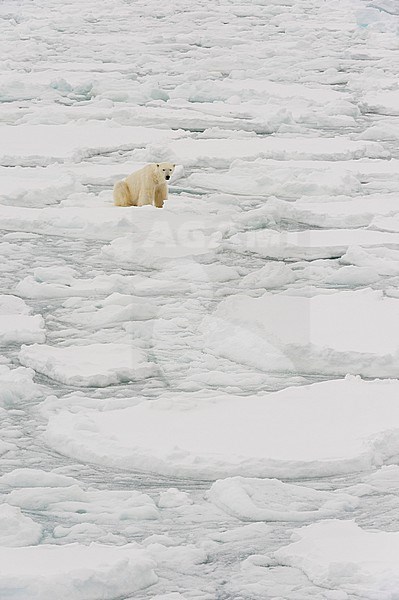 A polar bear, Ursus maritimus, sits in an ice field. North polar ice cap, Arctic ocean stock-image by Agami/Sergio Pitamitz,