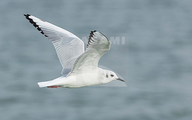 Bonaparte's gull (Chroicocephalus philadelphia) stock-image by Agami/Lennart Verheuvel,
