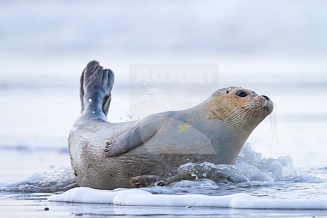 Common Seal, Phoca vitulina, immature animal resting on the beach with high tide at sunset during storm. Seal hit by wave of the incoming tide. stock-image by Agami/Menno van Duijn,