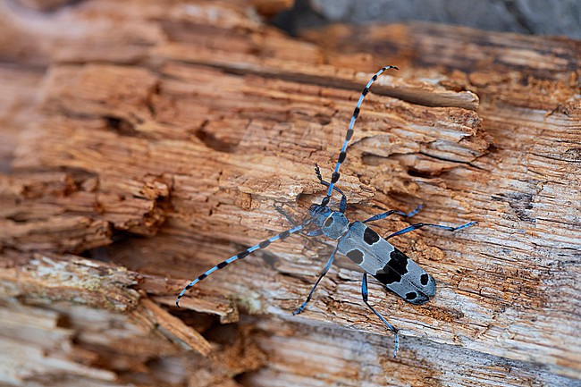 female Alpenboktor, Rosalia longicorn (Rosalia alpina) on a rodden Sycamore trunk stock-image by Agami/Mathias Putze,