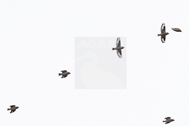 flock of hawfinch (coccothraustes coccothraustes) in flight, found in Dornod Aimag in Mongolia stock-image by Agami/Mathias Putze,