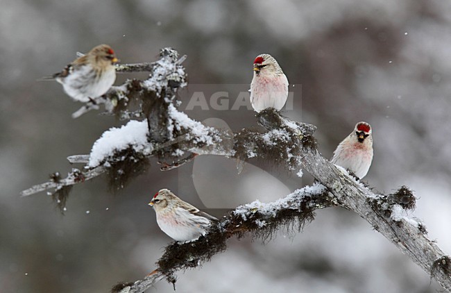 Witstuitbarmsijs, Coues's Arctic Redpoll, Carduelis hornemanni exilipes stock-image by Agami/Hugh Harrop,