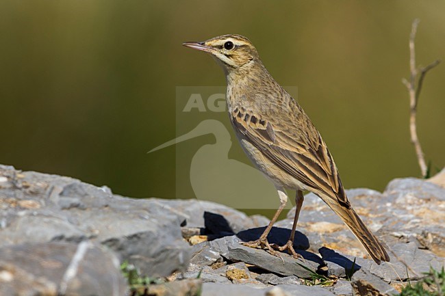 Duinpieper op rots; Tawny Pipit on a rock stock-image by Agami/Daniele Occhiato,