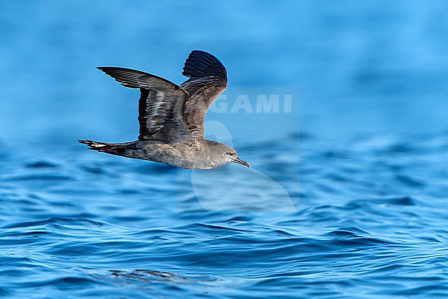 Dark morph Wedge-tailed shearwater (Ardenna pacifica) off Mexico. stock-image by Agami/Dani Lopez-Velasco,