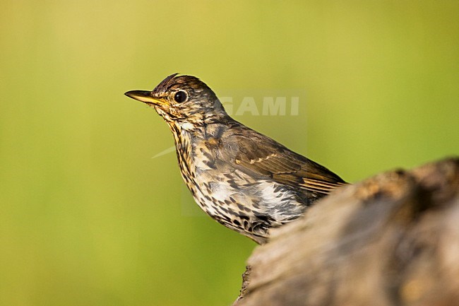 Zanglijster; Song Thrush stock-image by Agami/Marc Guyt,