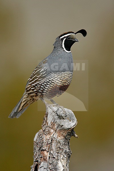 Mannetje Californische Kuifkwartel, Male California Quail stock-image by Agami/Brian E Small,
