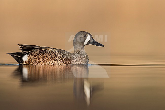 Blue-winged Teal (Anas discors) swimming in a pond in Manitoba, Canada. stock-image by Agami/Glenn Bartley,