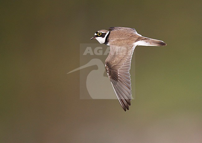 Adult Little Ringed Plover (Charadrius dubius) in flight in the Netherlands. stock-image by Agami/Ran Schols,