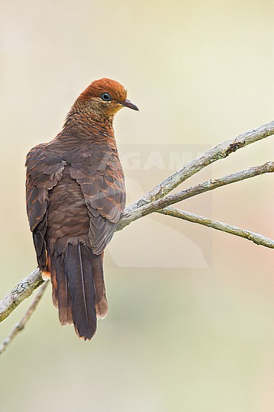 Little Cuckoo-Dove (Macropygia ruficeps) Perched on a branch in Borneo stock-image by Agami/Dubi Shapiro,