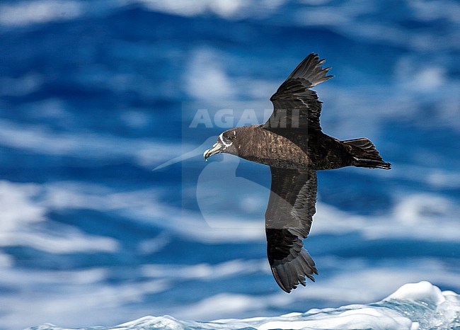Spectacled Petrel (Procellaria conspicillata) at sea off Tristan da Cunha in the southern Atlantic ocean. stock-image by Agami/Marc Guyt,